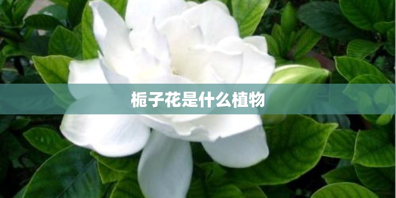 栀子花是什么植物 栀子花是什么植物