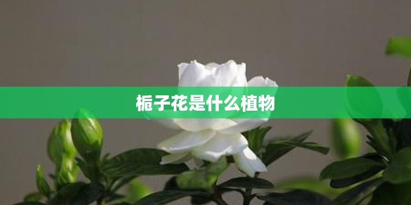 栀子花是什么植物 栀子花是什么植物