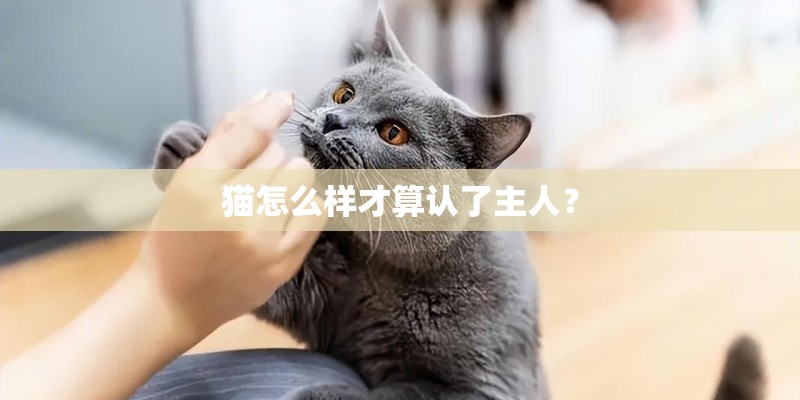 猫怎么样才算认了主人？