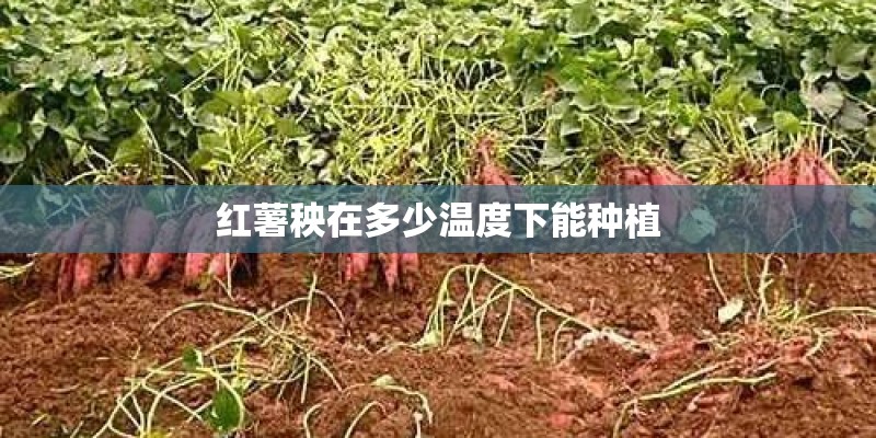 红薯秧在多少温度下能种植