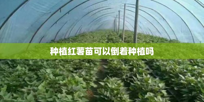 种植红薯苗可以倒着种植吗
