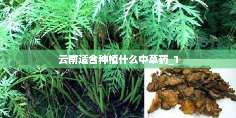 云南适合种植什么中草药_1