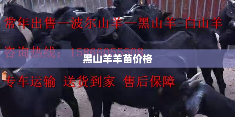 黑山羊羊苗价格