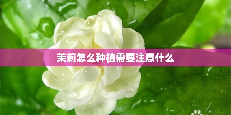 茉莉怎么种植需要注意什么