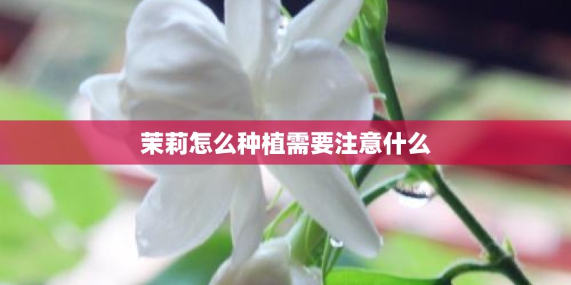 茉莉怎么种植需要注意什么