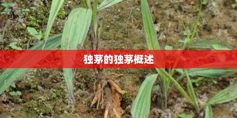 独茅的独茅概述