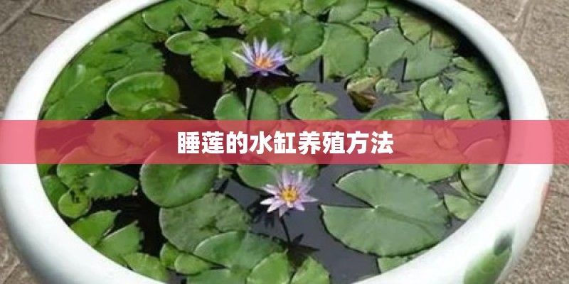 睡莲的水缸养殖方法