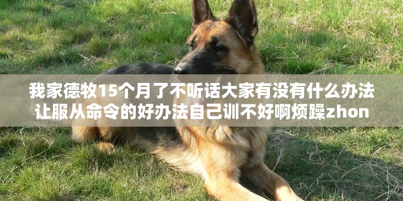 我家德牧15个月了不听话大家有没有什么办法让服从命令的好办法自己训不好啊烦躁zhon