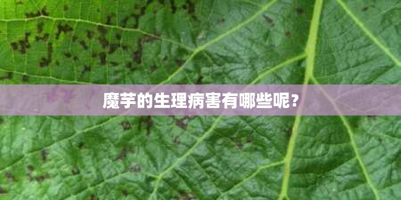 魔芋的生理病害有哪些呢？