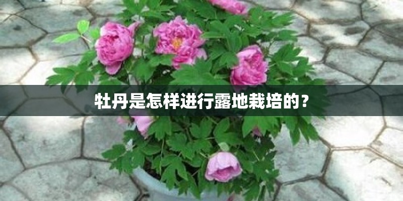 牡丹是怎样进行露地栽培的？