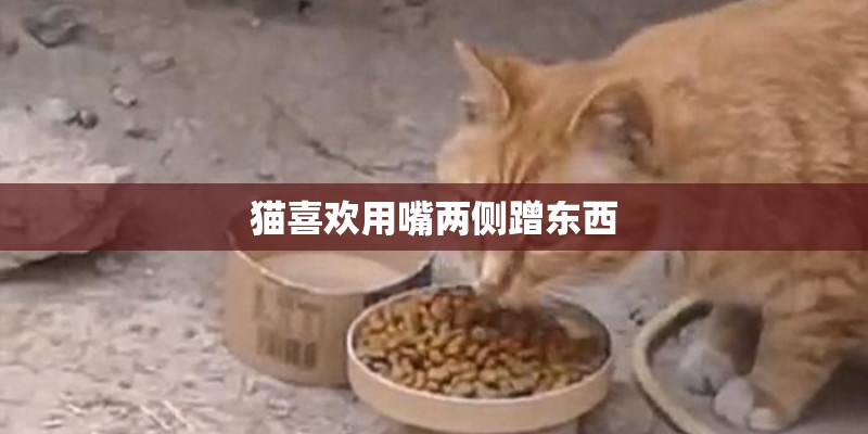 猫喜欢用嘴两侧蹭东西