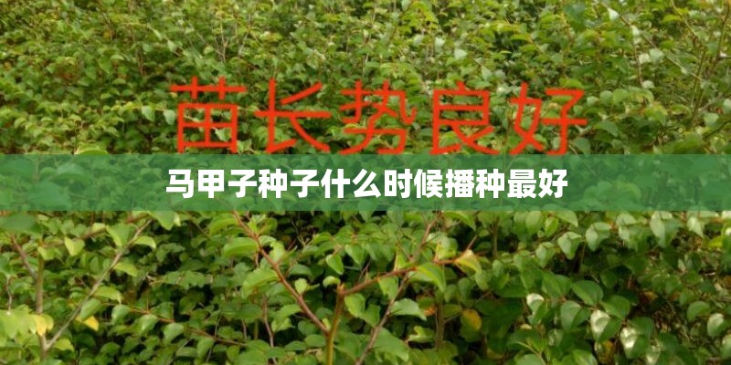 马甲子种子什么时候播种最好