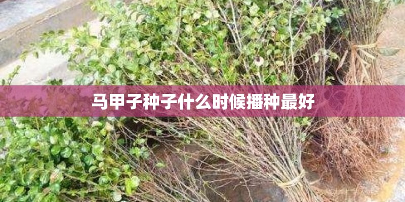 马甲子种子什么时候播种最好