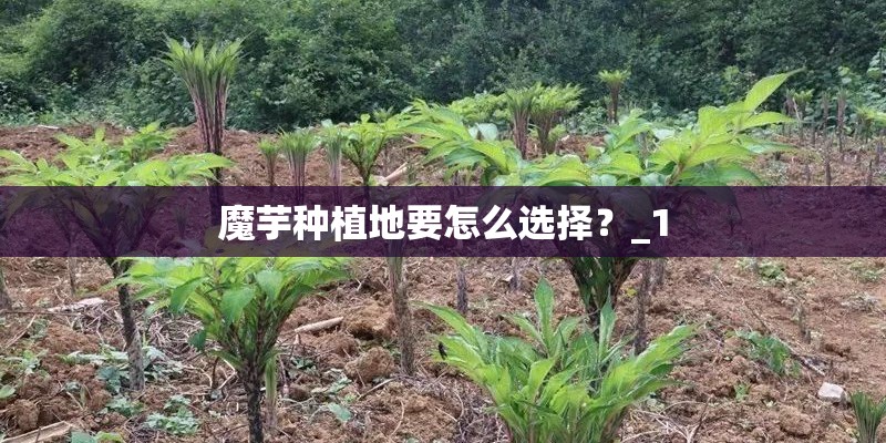 魔芋种植地要怎么选择？_1