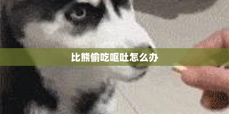 比熊偷吃呕吐怎么办