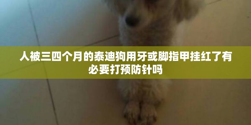 人被三四个月的泰迪狗用牙或脚指甲挂红了有必要打预防针吗