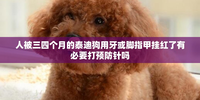 人被三四个月的泰迪狗用牙或脚指甲挂红了有必要打预防针吗