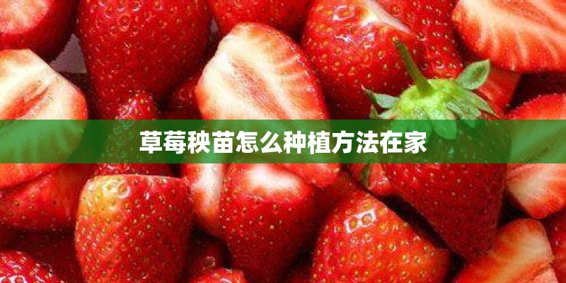 草莓秧苗怎么种植方法在家