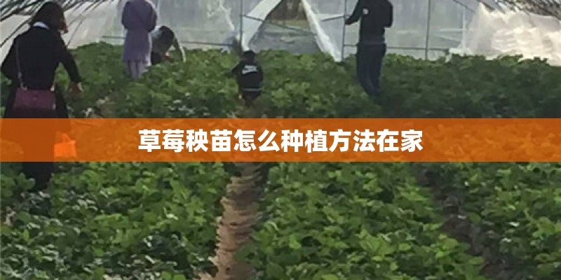 草莓秧苗怎么种植方法在家