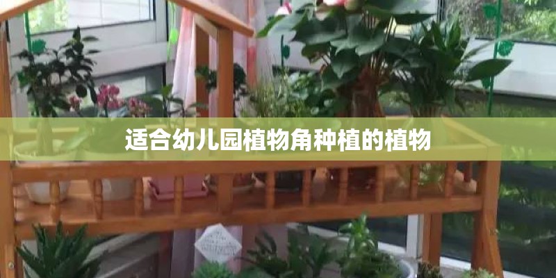 适合幼儿园植物角种植的植物