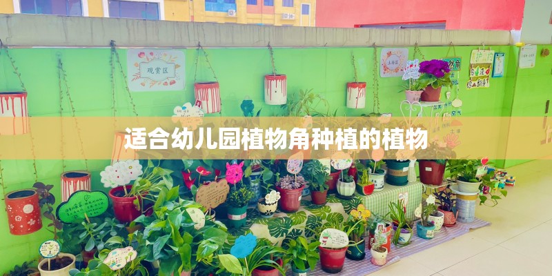 适合幼儿园植物角种植的植物