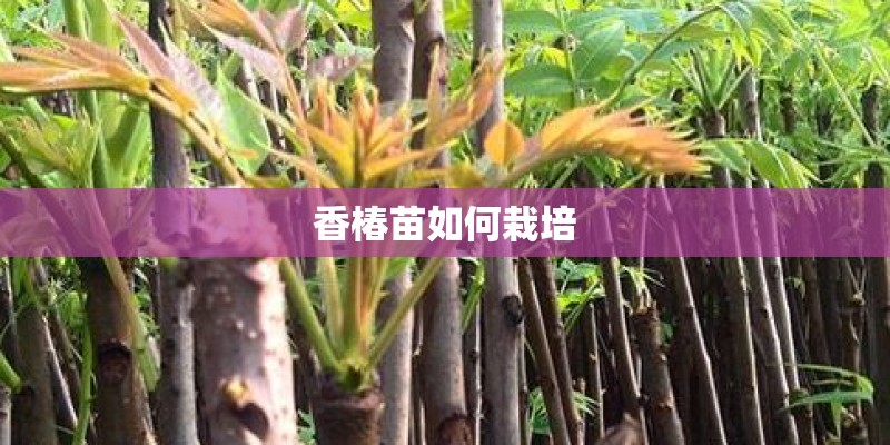 什么是种子植物