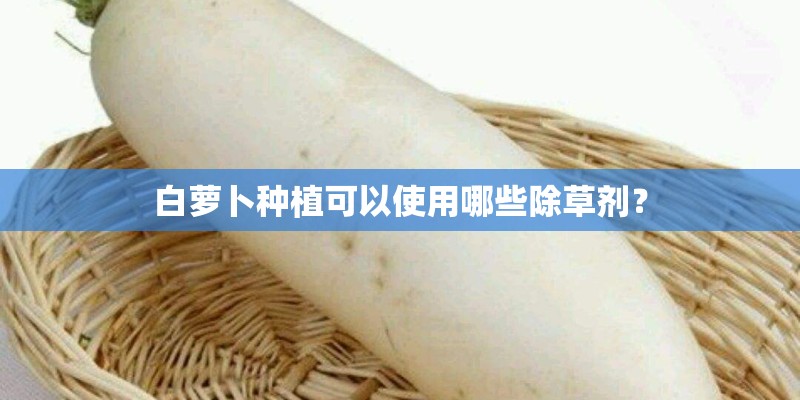 白萝卜种植可以使用哪些除草剂？