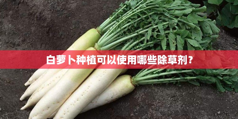 小金毛老是吐怎么办 小金毛老是吐怎么办