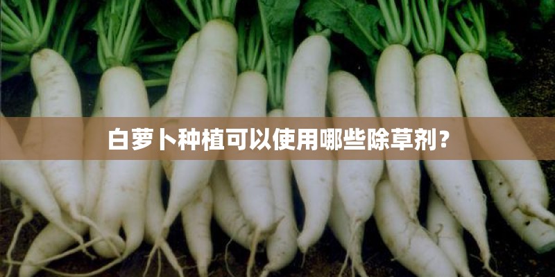 白萝卜种植可以使用哪些除草剂？