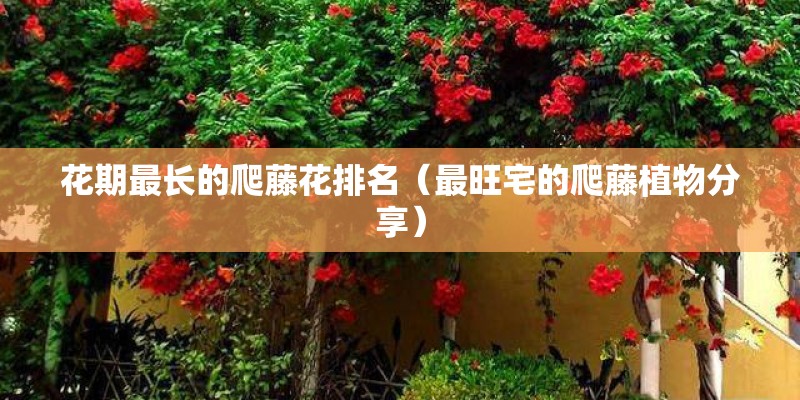 花期最长的爬藤花排名（最旺宅的爬藤植物分享）