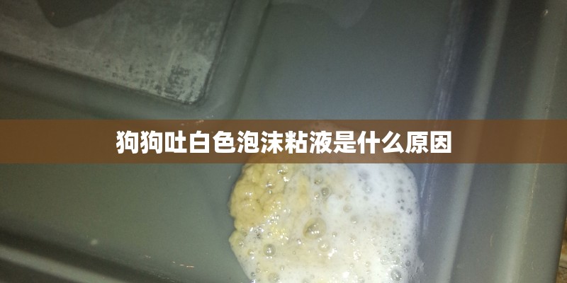 狗狗吐白色泡沫粘液是什么原因