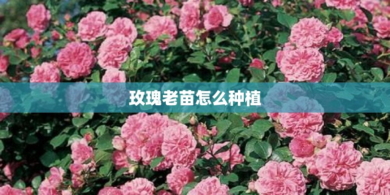 玫瑰老苗怎么种植