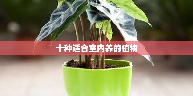 十种适合室内养的植物