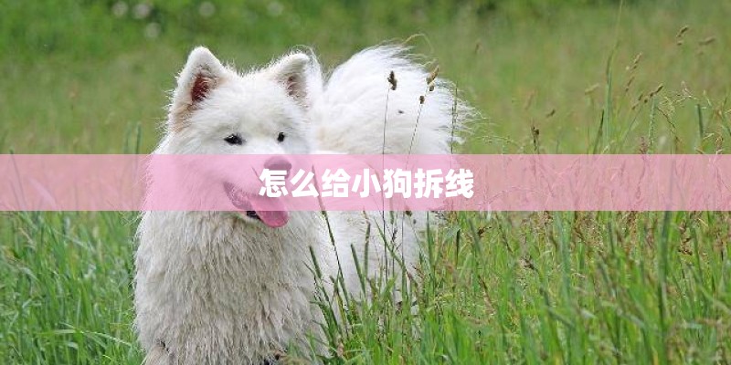 怎么给小狗拆线
