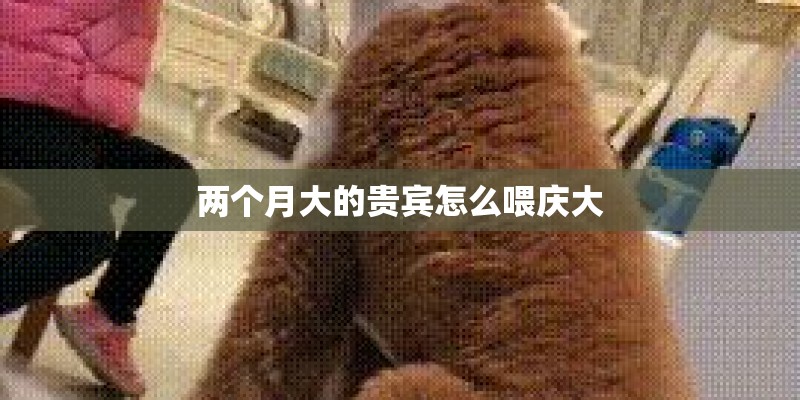 两个月大的贵宾怎么喂庆大