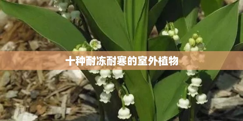 十种耐冻耐寒的室外植物 十种耐冻耐寒的室外植物
