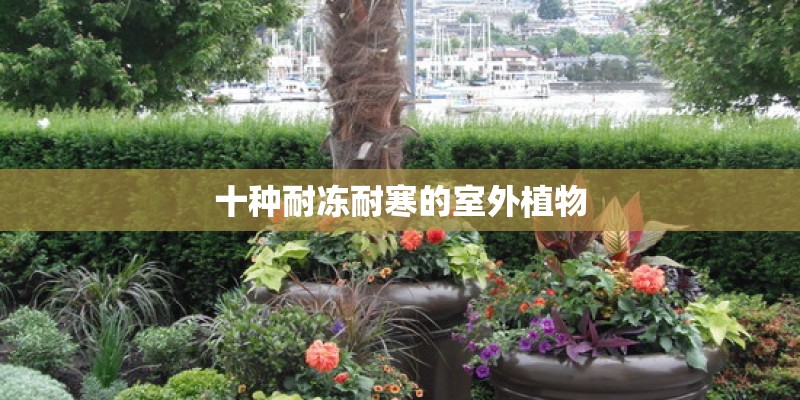 十种耐冻耐寒的室外植物 十种耐冻耐寒的室外植物