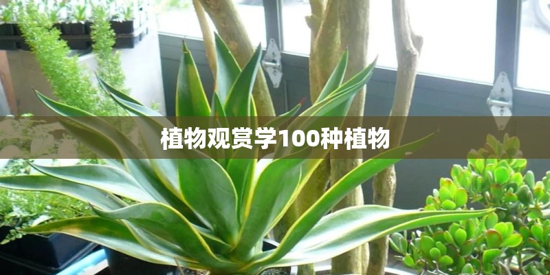 植物观赏学100种植物