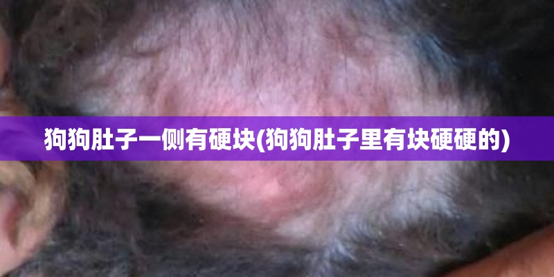 狗狗肚子一侧有硬块(狗狗肚子里有块硬硬的)