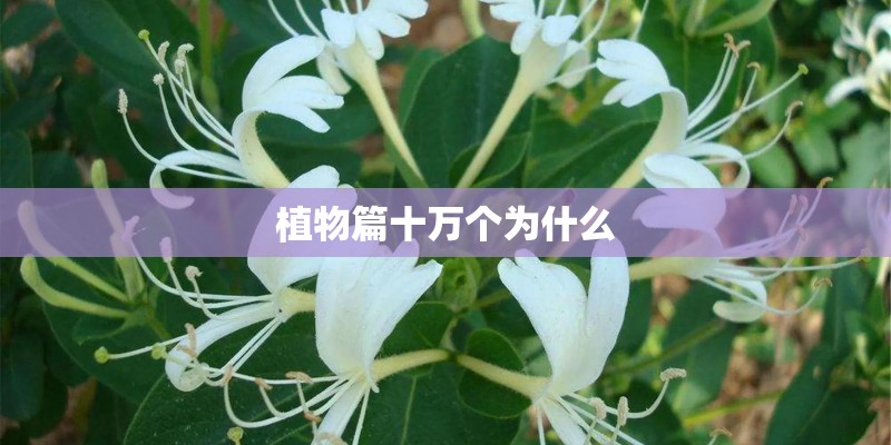 植物篇十万个为什么