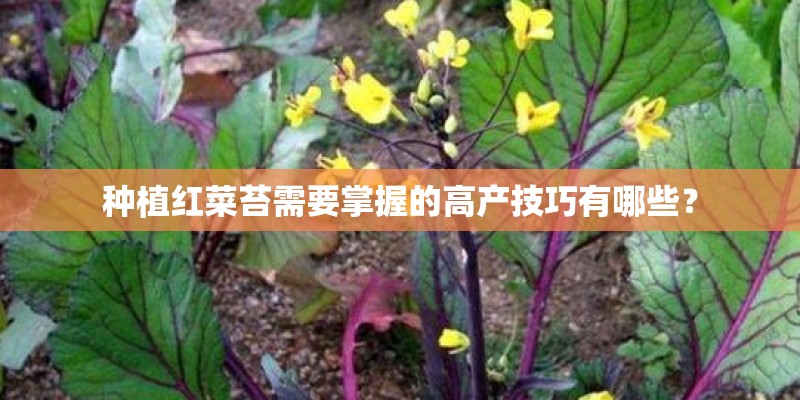 种植红菜苔需要掌握的高产技巧有哪些？