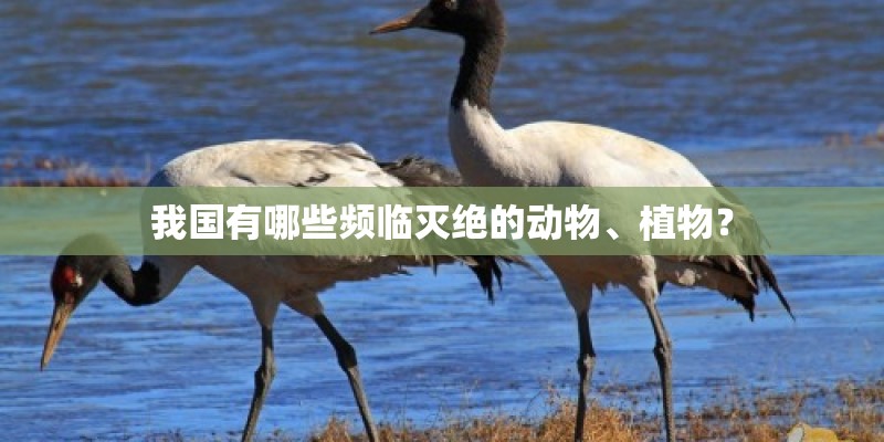 我国有哪些频临灭绝的动物、植物？