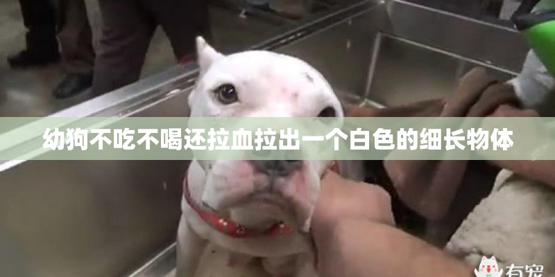 幼狗不吃不喝还拉血拉出一个白色的细长物体