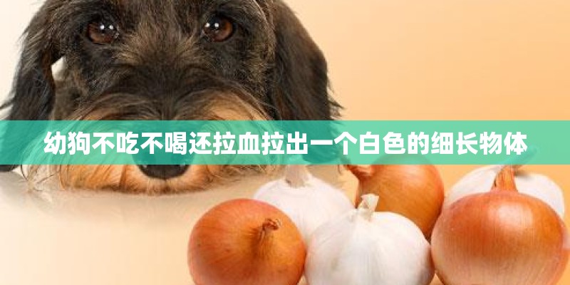 幼狗不吃不喝还拉血拉出一个白色的细长物体