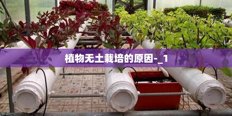 植物无土栽培的原因-_1