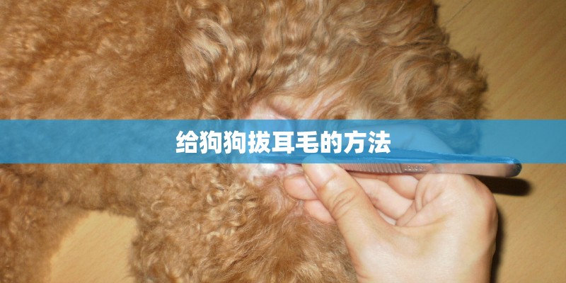 给狗狗拔耳毛的方法