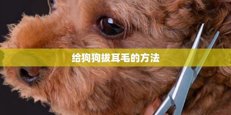 给狗狗拔耳毛的方法 给狗狗拔耳毛的方法