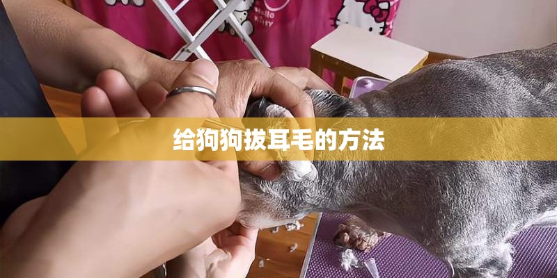 给狗狗拔耳毛的方法 给狗狗拔耳毛的方法