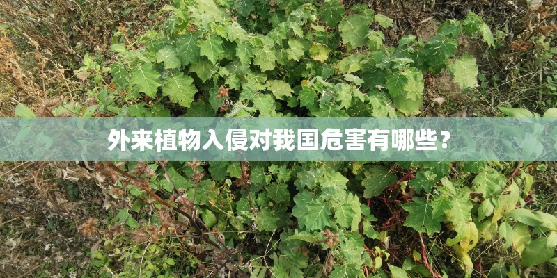 外来植物入侵对我国危害有哪些？