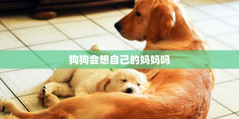 狗狗会想自己的妈妈吗